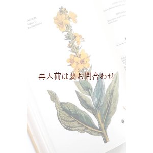 画像: ボタニカル古本★　モーリス・メセゲ　　ヒーリング植物辞典　自然療法　　ハーブ　　薬草　レシピ 　　植物図鑑　　植物　　イラスト有