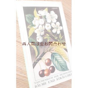 画像: ボタニカル　古本★　1950年代　水彩ボタニカル　ナチュラル　ガイド　木と低木の本　植物　　ボタニカル　