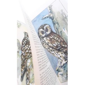 画像: 楽しい古本 洋書★　ナチュラル　 　野鳥の本　　猛禽類　フクロウ他　　イラスト多数 50年代