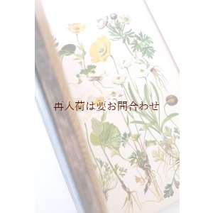 画像: 希少　アンティーク★1905年　高山植物図鑑　アルプスの花々　植物画　　ボタニカル　イラスト多数
