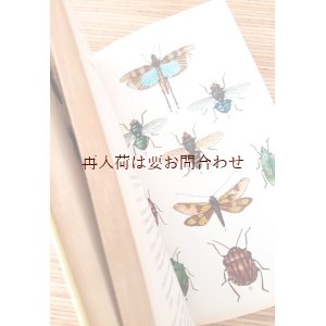 画像: アートな古本★　楽しい昆虫学の本　60年代　 昆虫の本　白黒　カラーイラスト　一部白黒写真　