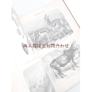 画像: アンティーク洋書★ヨーロッパ以外の世界の地理　風景　街並み　動物　民族　木版画イラストページ多数　1902年