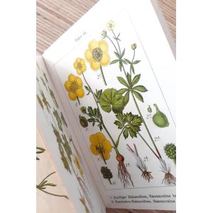 画像: アンティーク★ ヤーコブ・シュトルム　ボタニカル　イラスト　ドイツの花々　1901年　野生植物図鑑（５）　解説　
