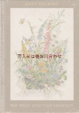 画像: アンティーク★貴重　森と草原の物語　ボタニカル　小動物　イラストの美しいアンティーク 1948年　