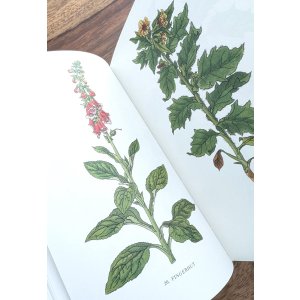 画像:  インゼル文庫　1930年代の薬草本のリプリント　薬草•ハーブの小さな本　リプリント　ボタニカル　アート　図版多数