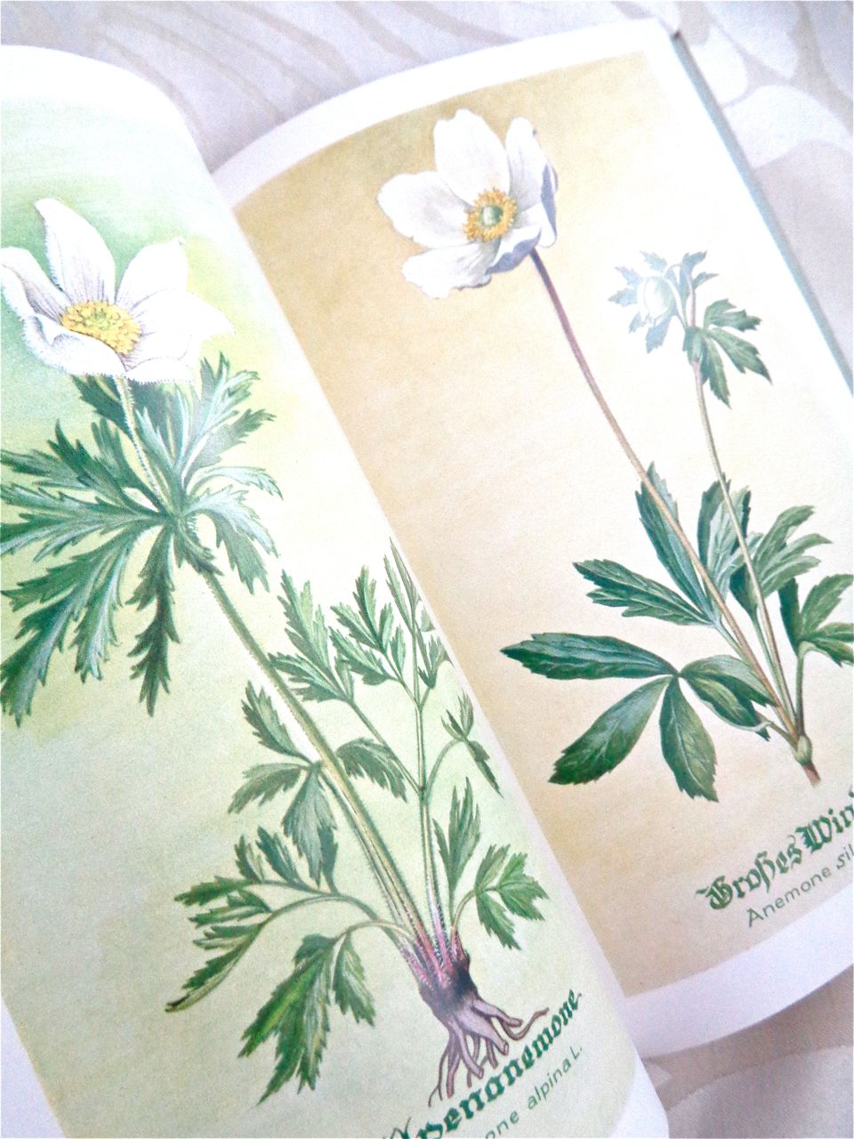 休日限定 美しい高山植物 チェコの古い植物図鑑 1937年 植物画 洋書 