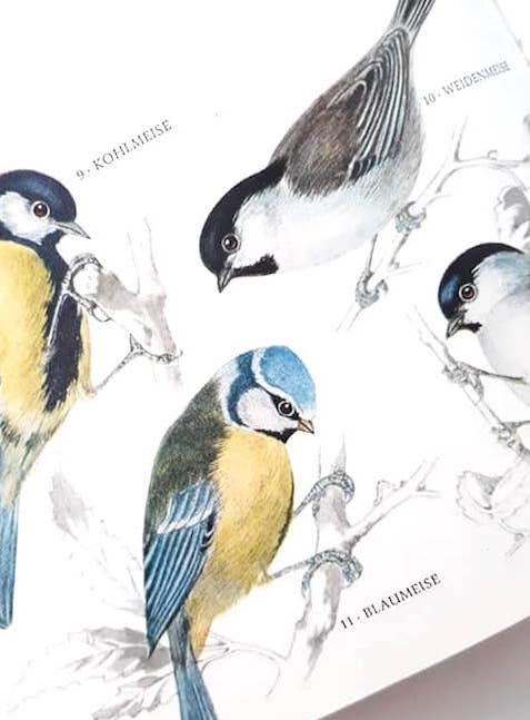 ヨーロッパ雑貨 図鑑 生物 小鳥 野鳥 自然 ガイド 古書 洋書