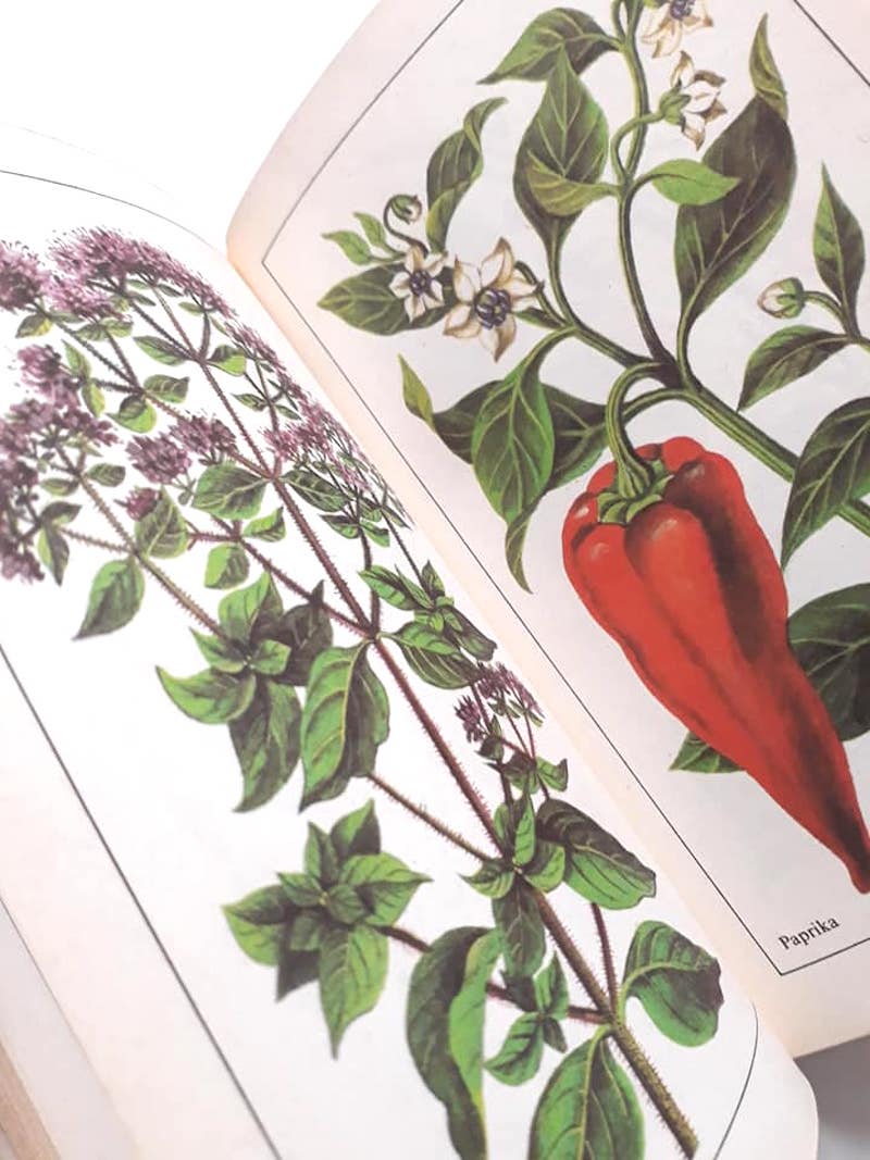 ヨーロッパ 植物 図鑑 ボタニカル イラスト スパイス 古書 ハーブ 調味料