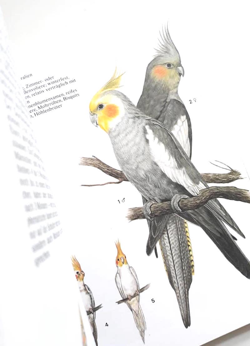 ヤフオク! - フランスアンティーク 博物画『鳥類29』 多色刷... | hoc.med.br