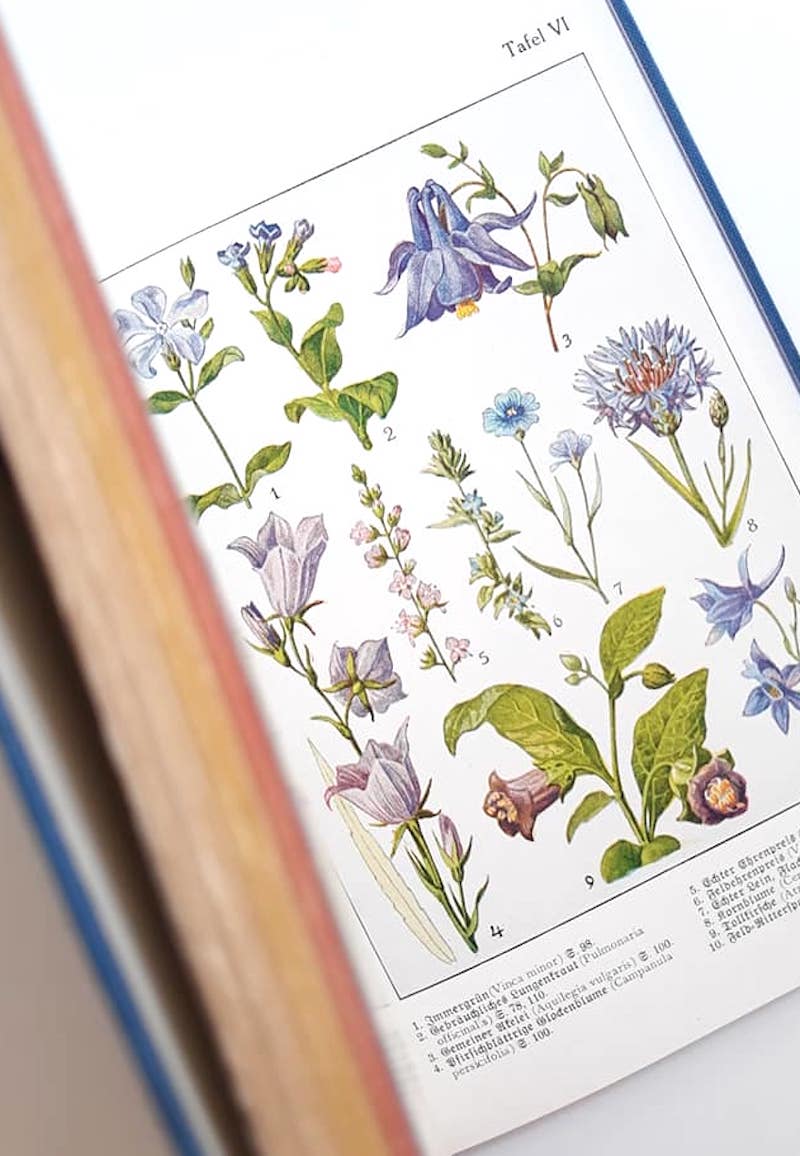 ヨーロッパ ボタニカル 植物画 アンティーク 図鑑 自然ガイド ボタニカルアート